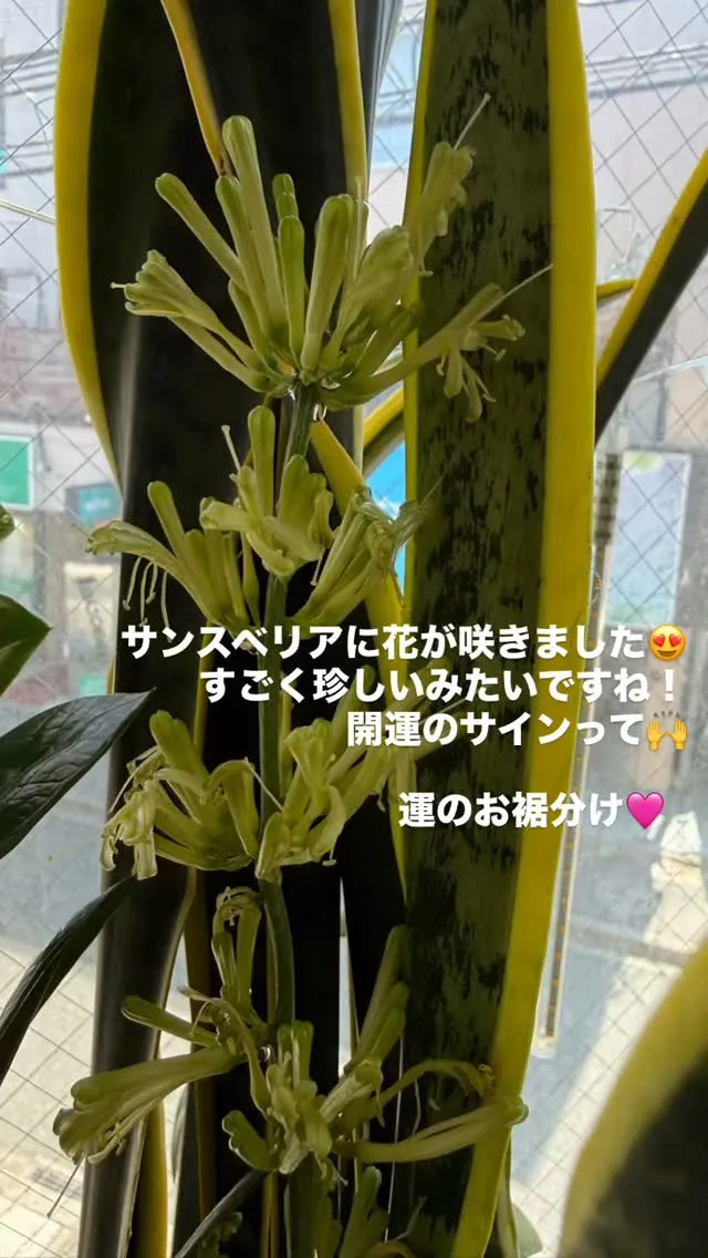 【お店のサンスベリアに初めて花が咲きました】